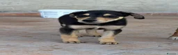 Meticcio cani in regalo: CUCCIOLI ABBANDONATI: URGENTE  a Città Metropolitana di Torino - Annuncio 2