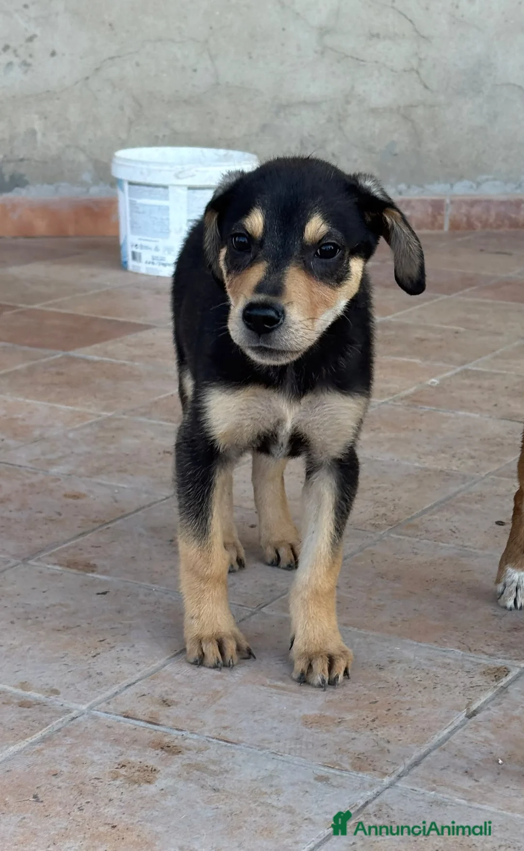 Meticcio cani in regalo: CUCCIOLI ABBANDONATI: URGENTE  a Città Metropolitana di Torino - Annuncio 2