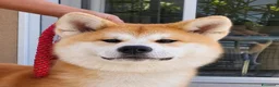 Akita Inu cani in vendita: Akita Inu femmina Rina da eccellenti linee FCI a Città metropolitana di Milano - Annuncio 7
