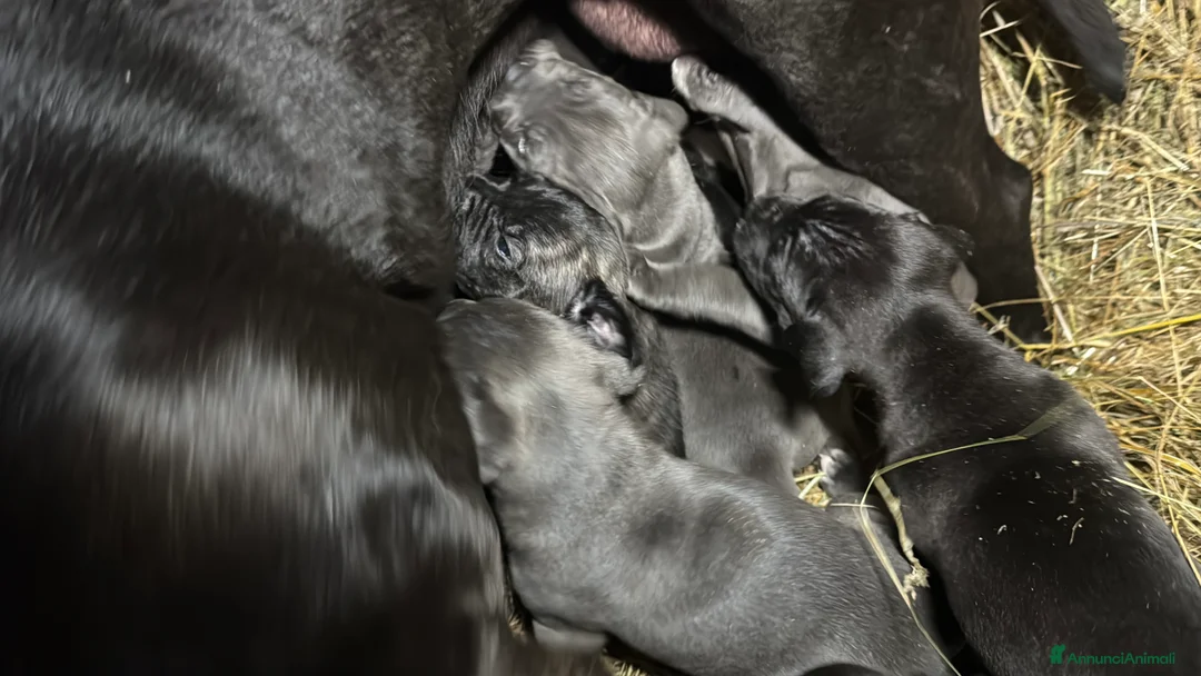 Cane Corso cani in vendita: Cuccioli di Corso grigi e neri (Montiglio AT) - Annuncio 11
