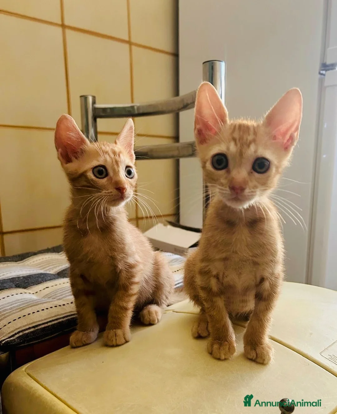 Europeo gatti in regalo: Gattini 2 mesi maschi - Annuncio 2