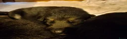 Pastore Tedesco cani in vendita: Vendesi cuccioli pastore tedesco  - Annuncio 7