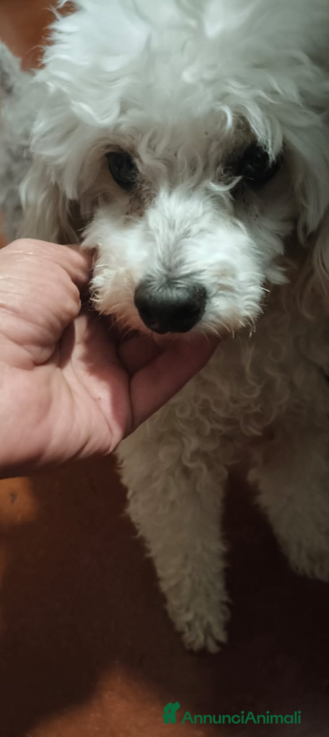 Barboncino cani in regalo: Ariel - Annuncio 5