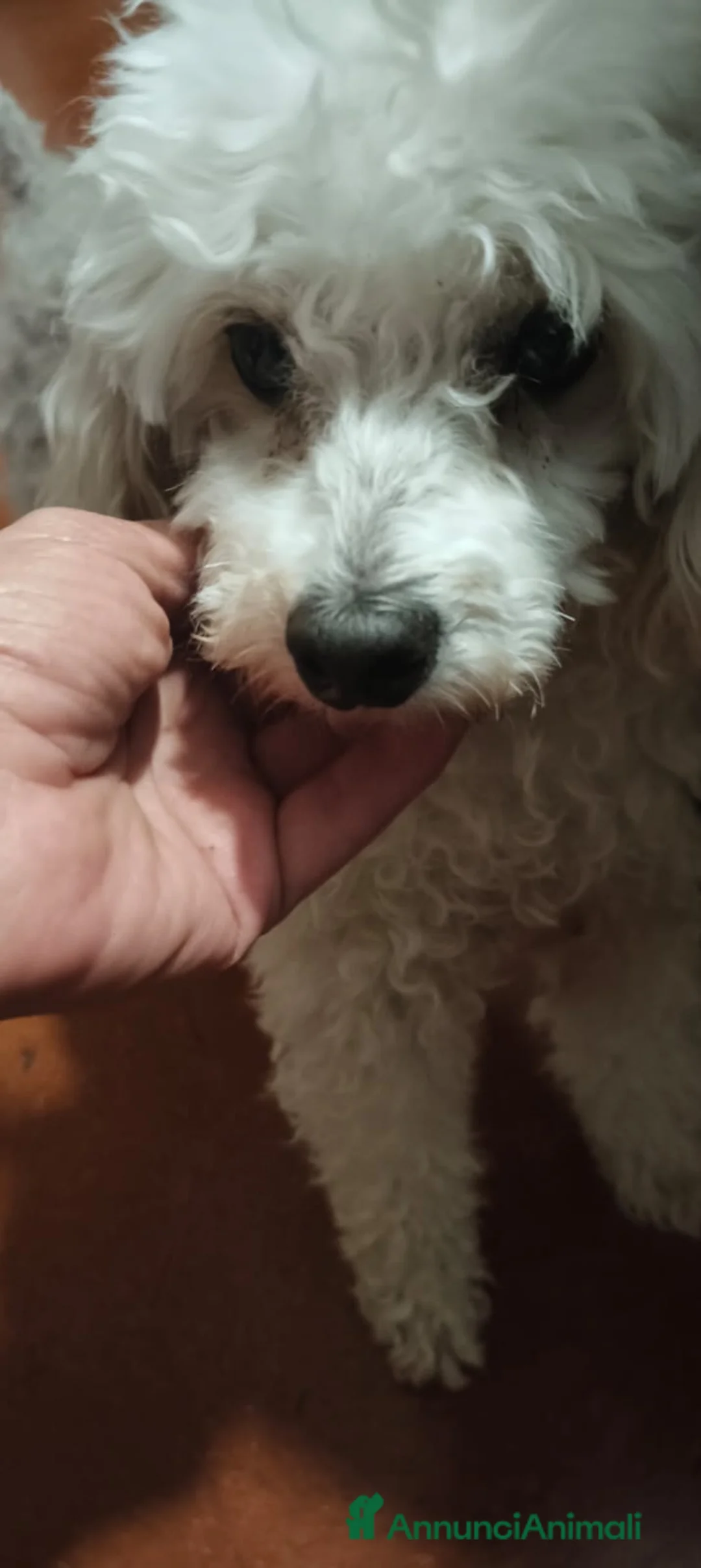 Barboncino cani in regalo: Ariel - Annuncio 5