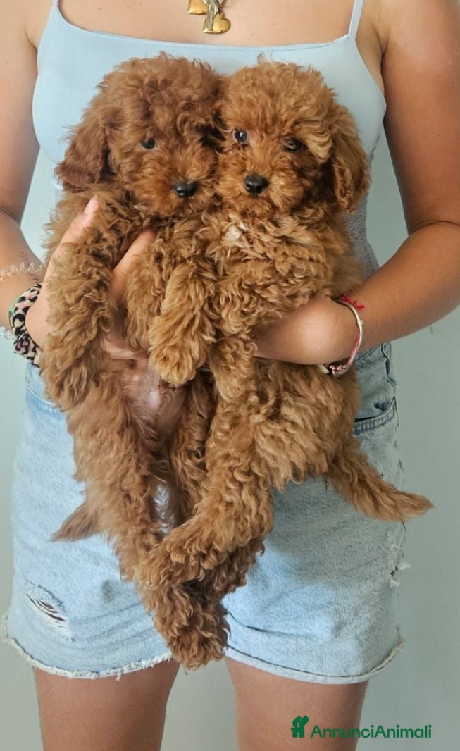 Barboncino cani Cuccioli di barboncino  - Annuncio 2