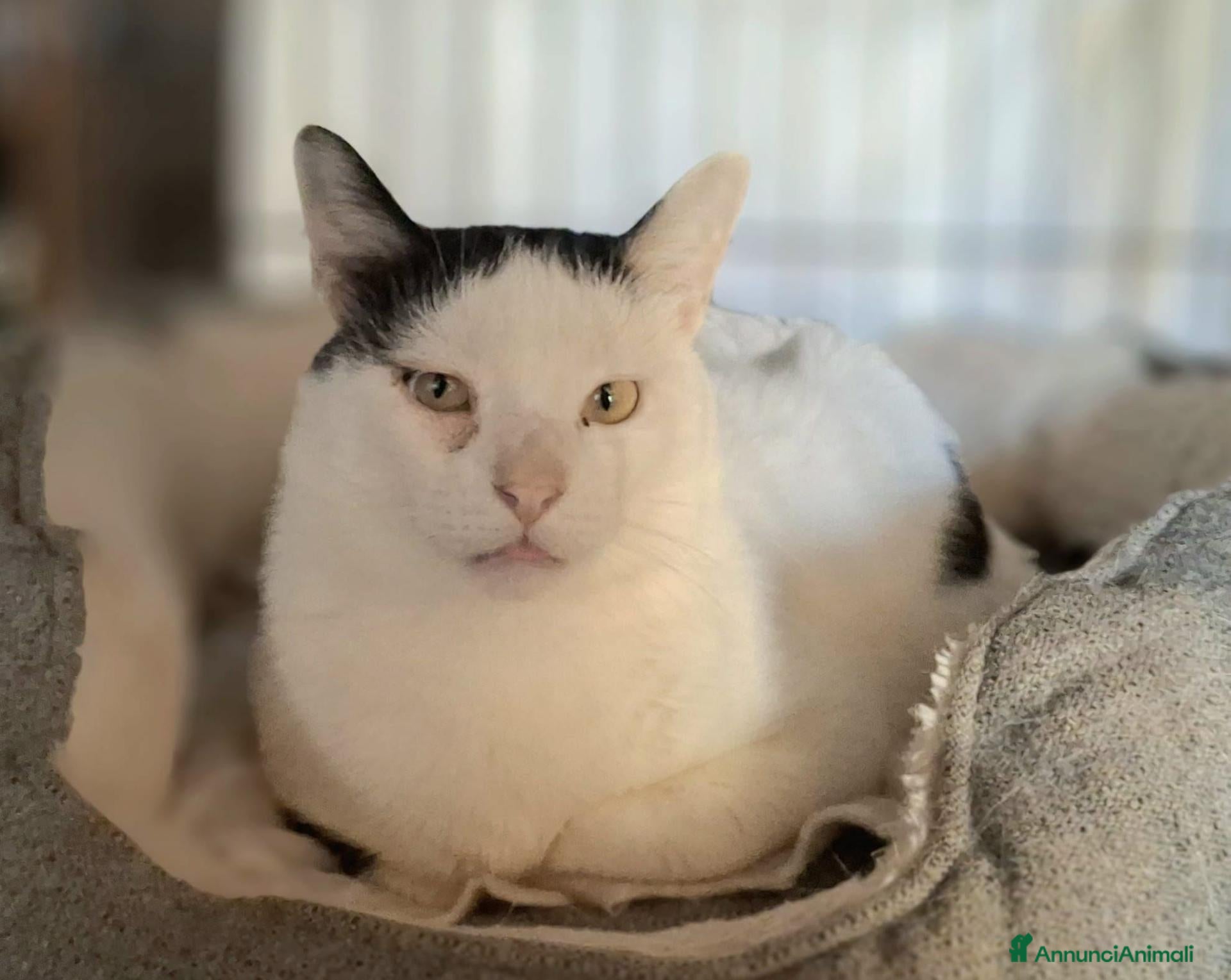 Meticcio gatti in regalo: Milo. - Annuncio 3
