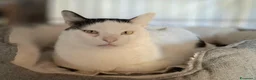 Meticcio gatti in regalo: Milo. - Annuncio 1