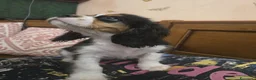 Cavalier King cani in vendita: Cuccioli Cavalier King PEDIGREE CERTIFICAZIONI  - Annuncio 4