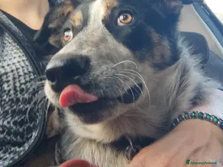 Meticcio cani una famiglia per Kiki - Annuncio 1