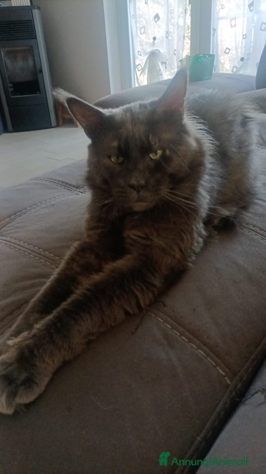 Maine Coon gatti in regalo: Gatto Maine coon in adozione  - Annuncio 3