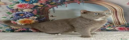 British gatti in vendita: British Shorthair Gerry  - Annuncio 4