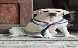 Labrador cani in vendita: Cuccioli Labrador  a Provincia di Perugia - Immagine 19