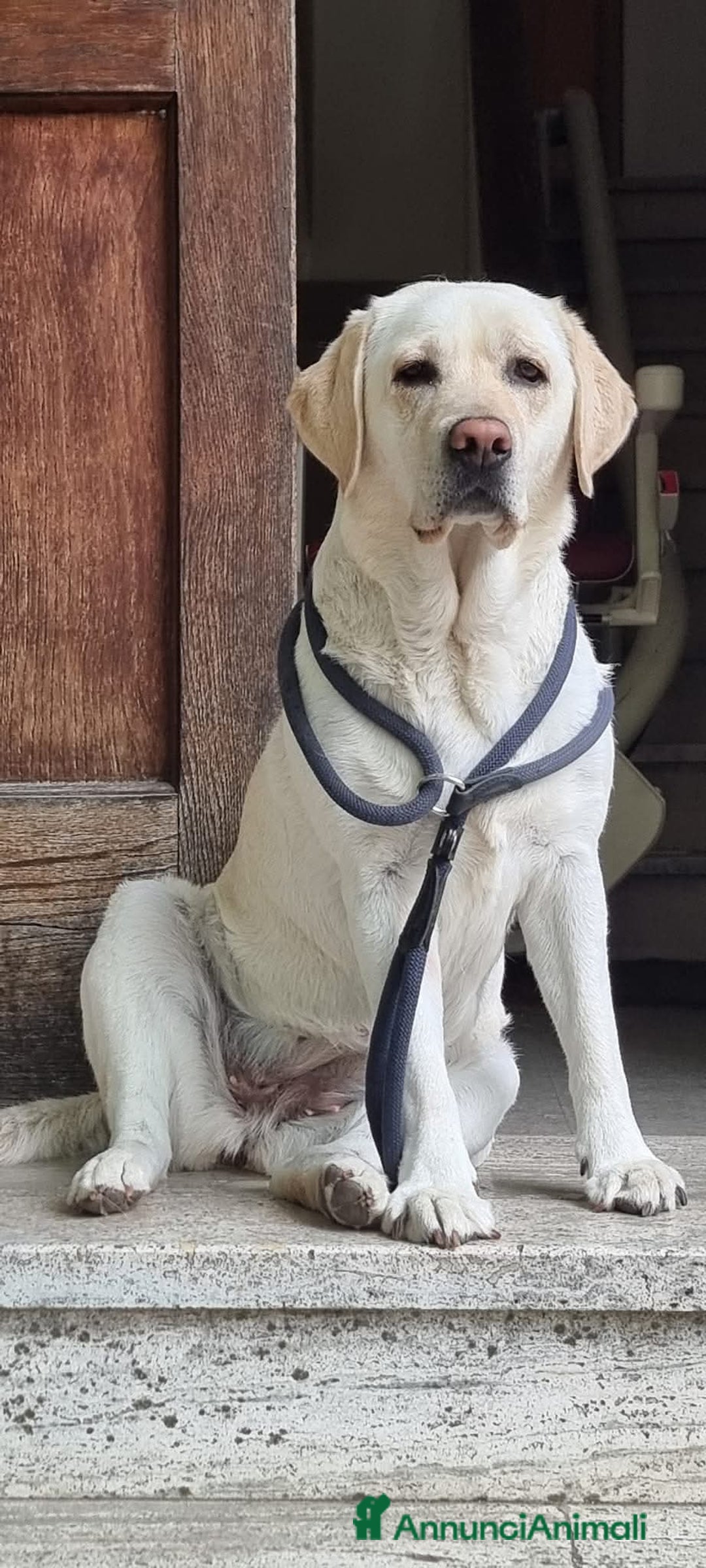 Labrador cani in vendita: Cuccioli Labrador  a Provincia di Perugia - Immagine 19