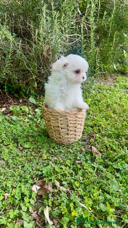 Maltese cani - Annuncio 2