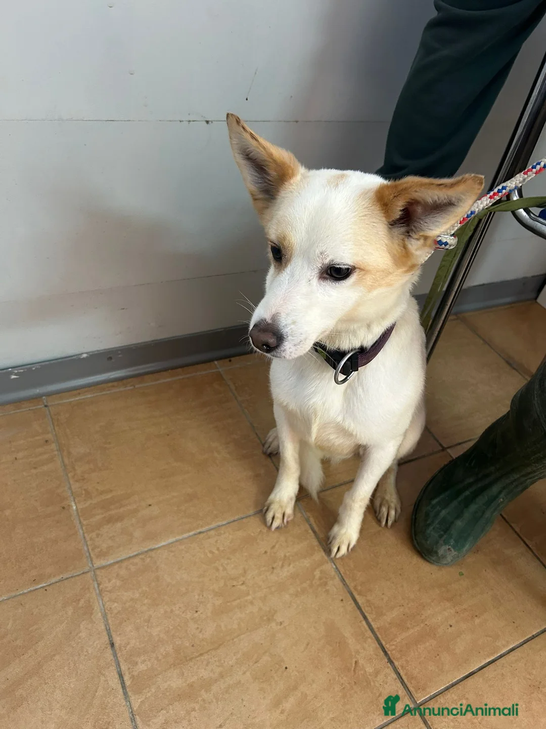 Meticcio cani in regalo: Giotto, piccolo Meticcio maschio in Canile - Annuncio 5