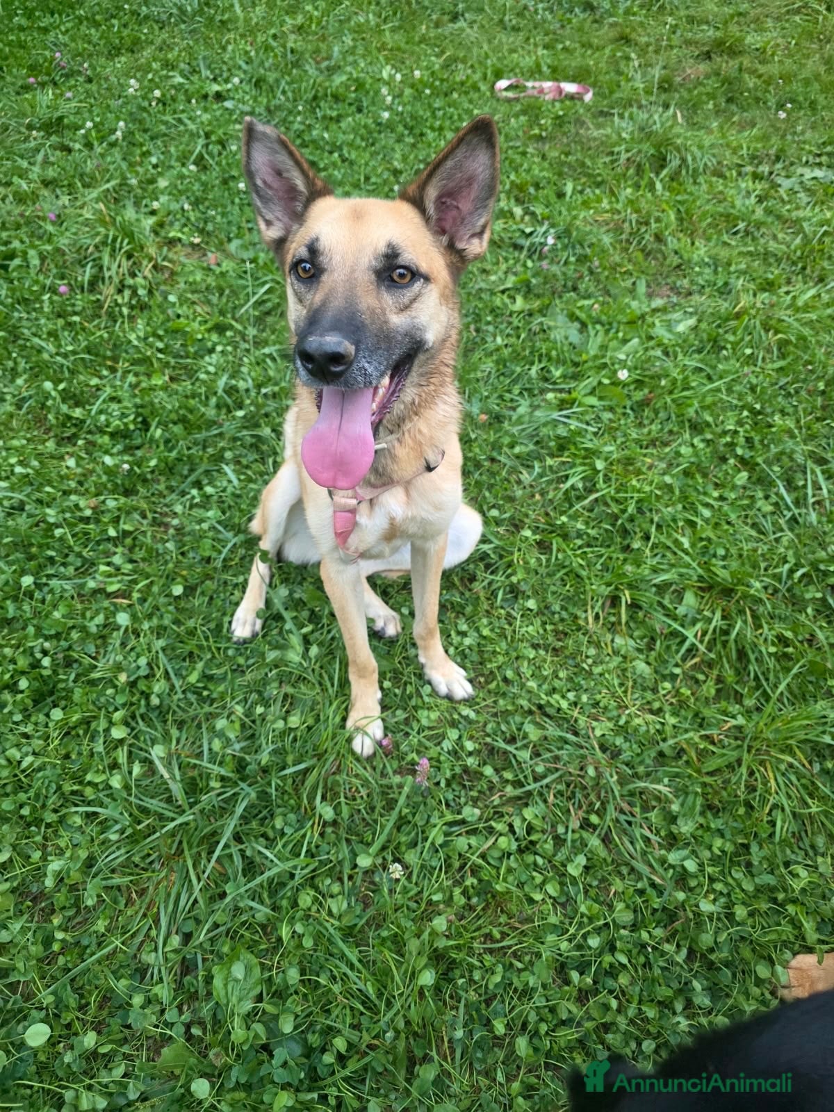Pastore Belga cani Sarai tu la famiglia che sta aspettando? ☘️🐶 - Annuncio 2