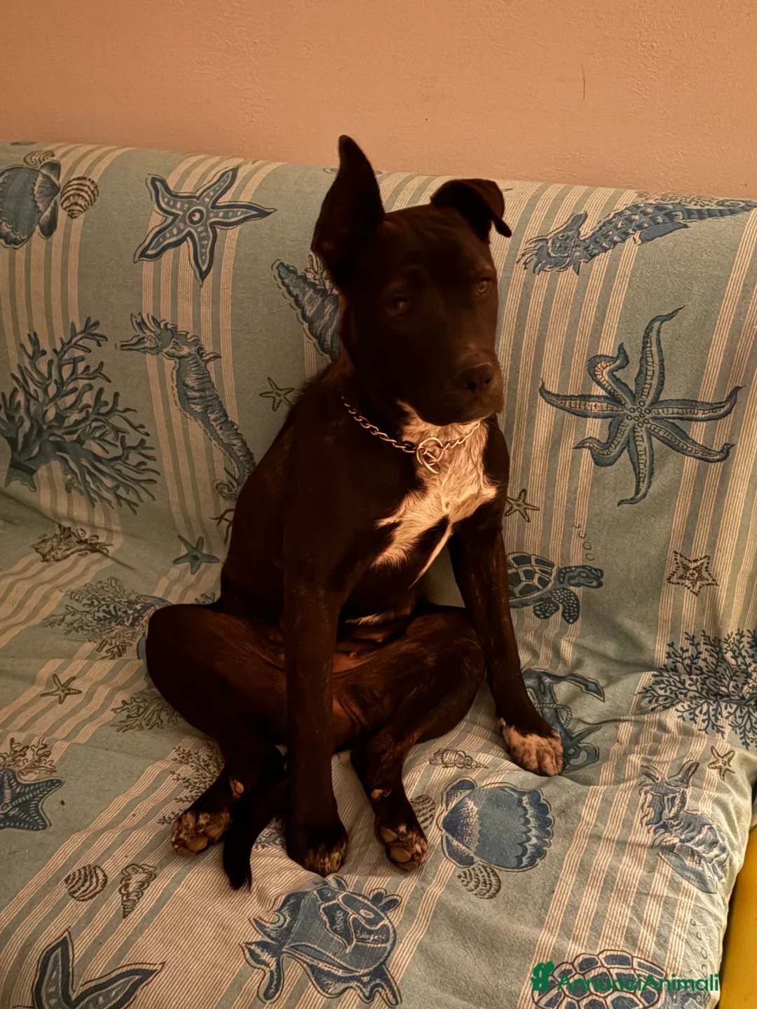 Meticcio cani in regalo: REGALASI CUCCIOLI FUTURA TAGLIA MEDIA a Provincia di Taranto - Annuncio 2