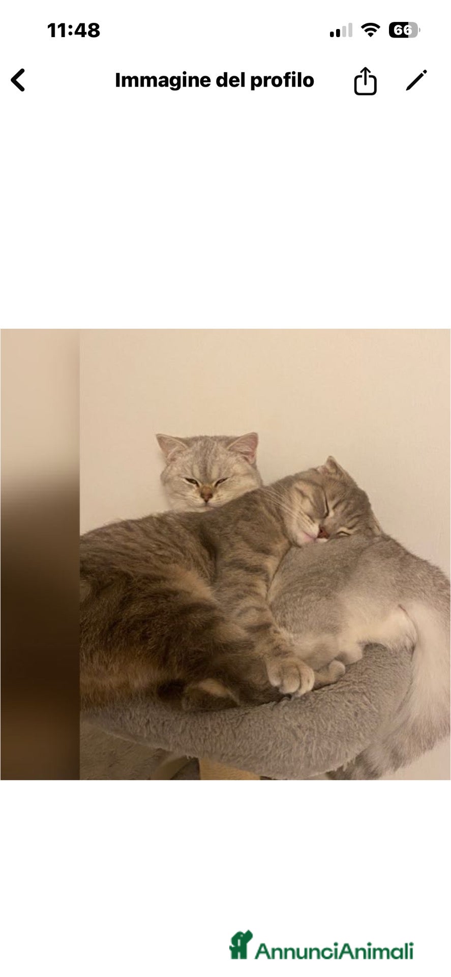Scottish gatti Gattini scottish fold - Annuncio 20