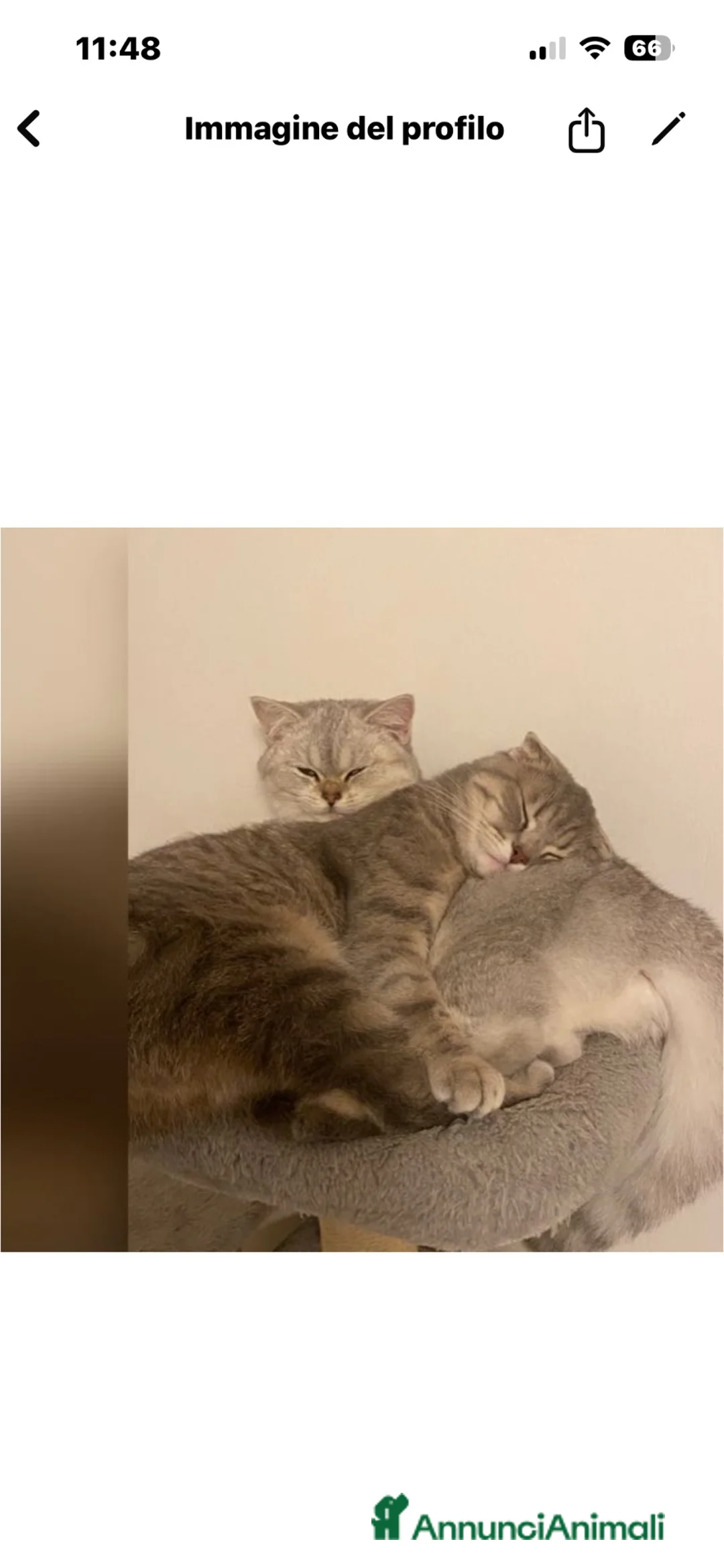 Scottish gatti in vendita: Gattini scottish fold - Annuncio 1