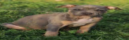 Pitbull cani in vendita: Cuccioli Pit Bull con Pedigree anche a rate  - Annuncio 3