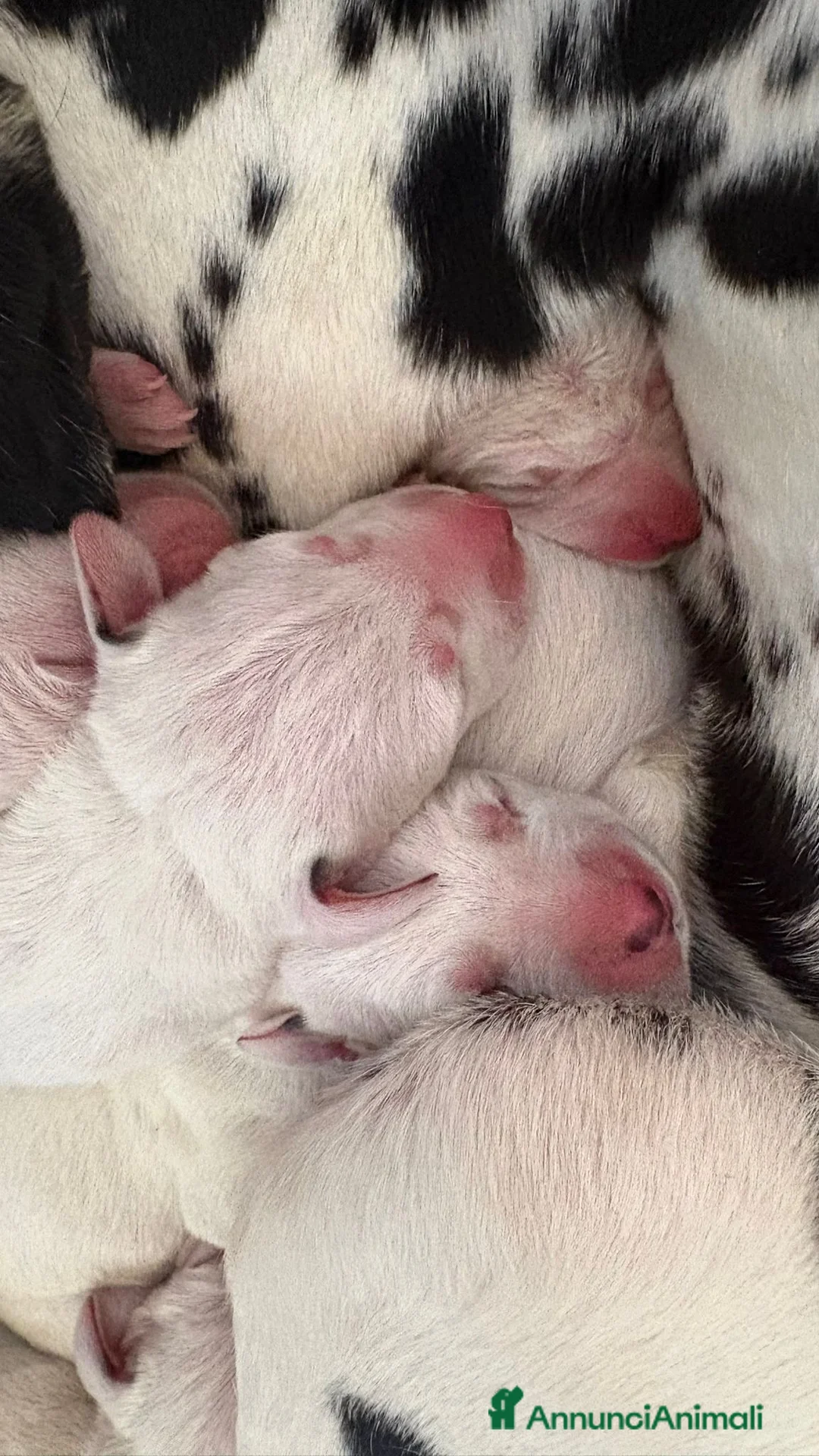 Dalmata cani in vendita: Cuccioli di dalmata a Provincia di Campobasso - Annuncio 6