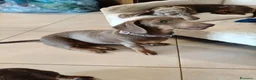 Bassotto cani in vendita: Bassotti isabella  - Annuncio 8