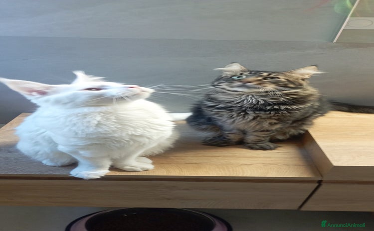 Maine Coon gatti - Annuncio 6