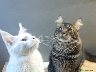 Maine Coon gatti Maine Coon per accoppiamento con pedigree - Annuncio 3