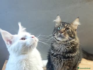 Maine Coon gatti Maine Coon per accoppiamento con pedigree - Annuncio 7