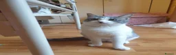 Europeo gatti in regalo: BRIGITTE, dolce gattina in adozione  - Annuncio 2