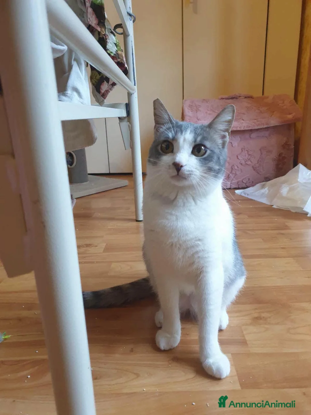 Europeo gatti in regalo: BRIGITTE, dolce gattina in adozione  - Annuncio 2