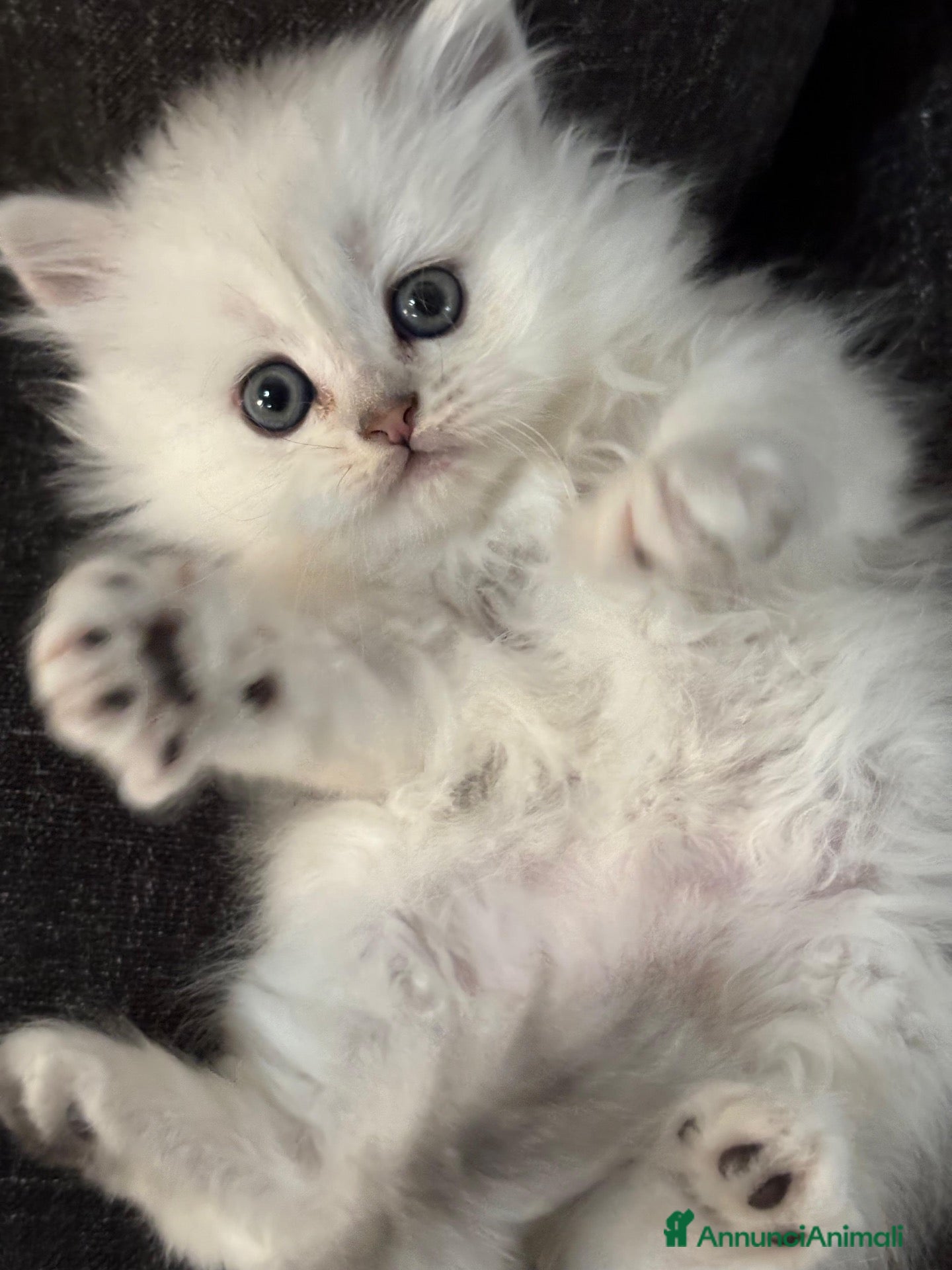 Persiano gatti Gattini cuccioli persiano  - Annuncio 31