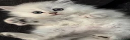 Persiano gatti in vendita: Gattini cuccioli persiano  - Annuncio 1