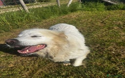 Pastore Maremmano cani in regalo: Vittoria, la maremmana che sorride a Provincia di Latina - Immagine 4