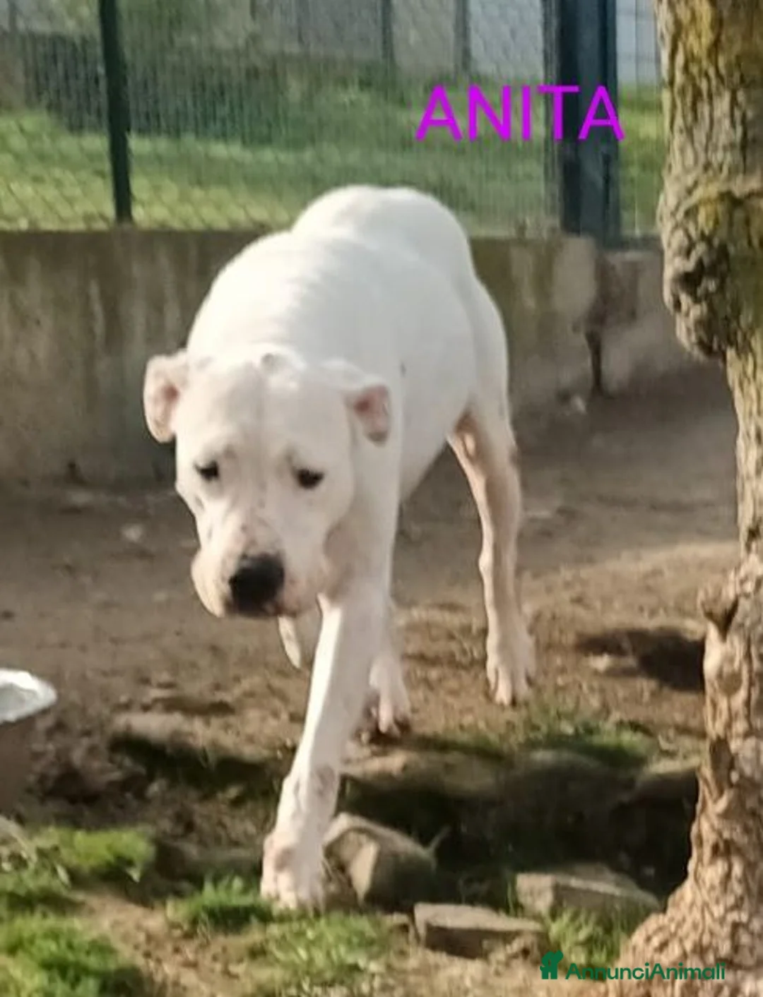 Dogo Argentino cani in regalo: ANITA educata ed affettuosa con le persone - Annuncio 2