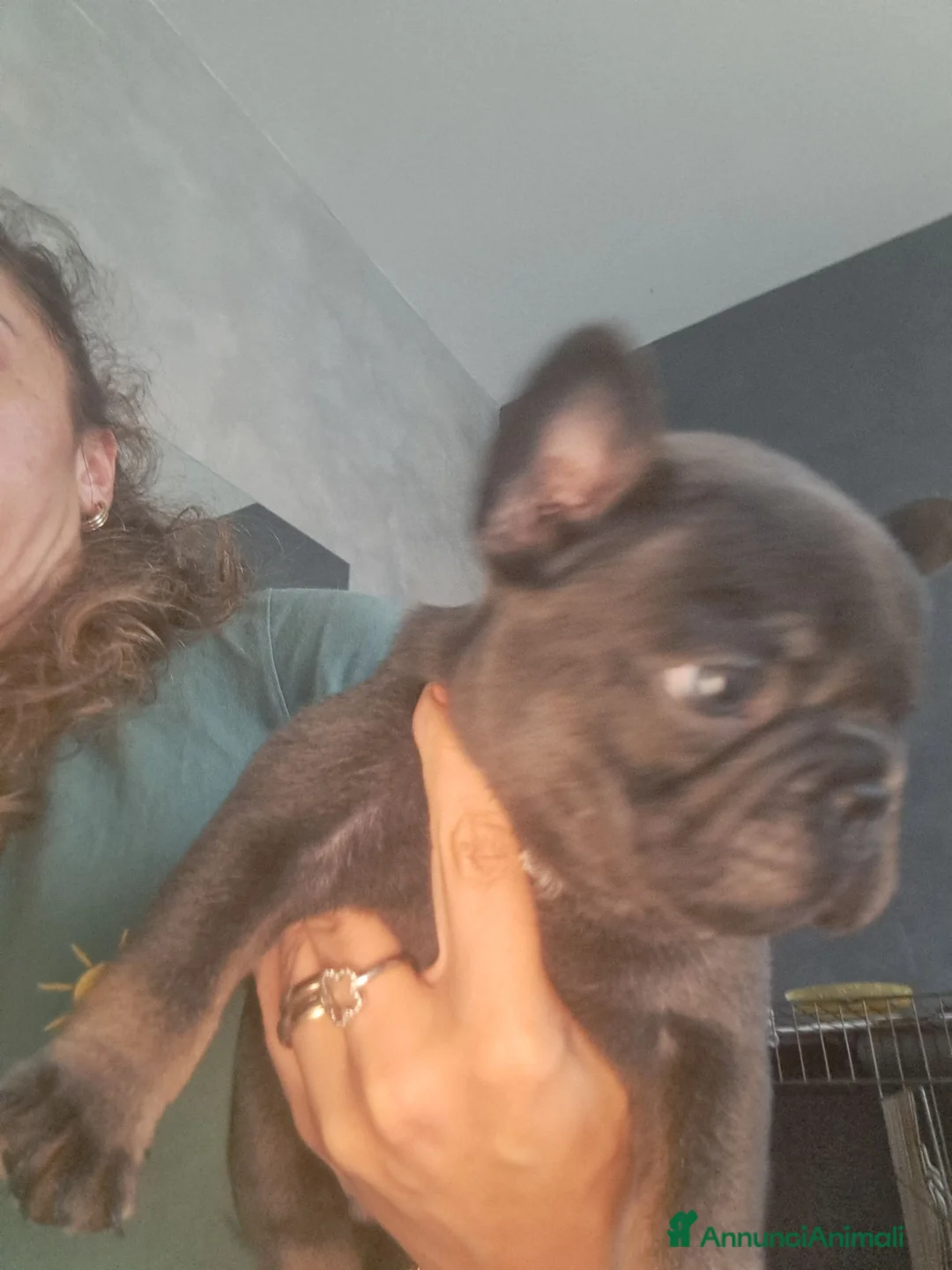 Bulldog Francese cani in vendita: Cuccioli di bulldog francese  a Provincia di Pordenone - Annuncio 4