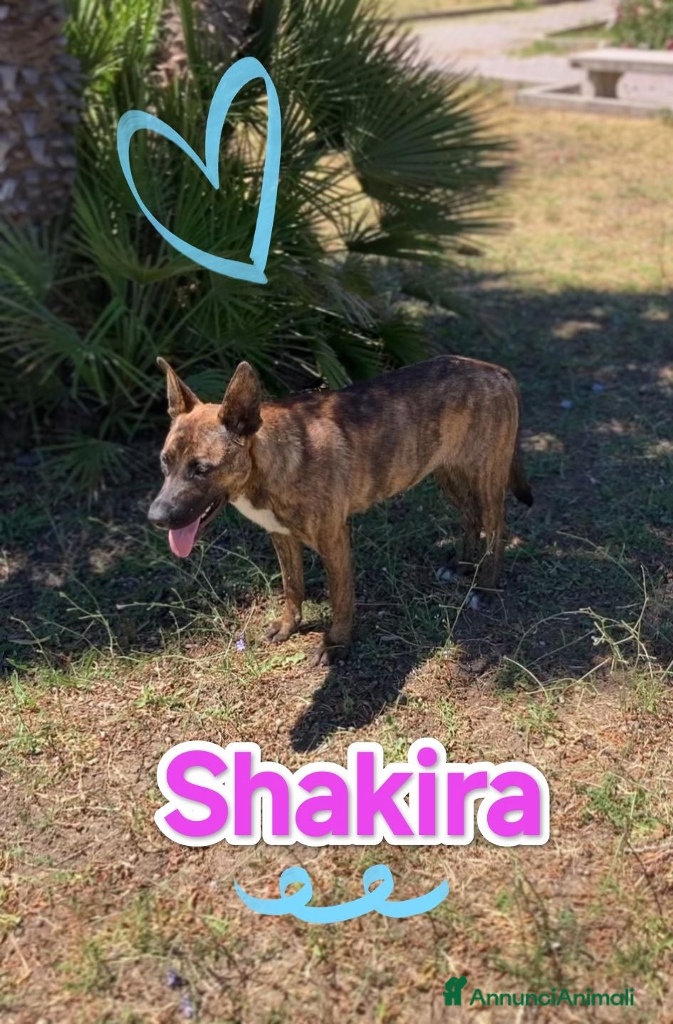 Meticcio cani Shakira bellissima cagnolina cerca famiglia - Annuncio 17