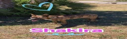 Meticcio cani in regalo: Shakira bellissima cagnolina cerca famiglia a Provincia di Cremona - Annuncio 1