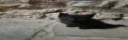 Meticcio gatti in regalo: Gattina cerca casa - Annuncio 3