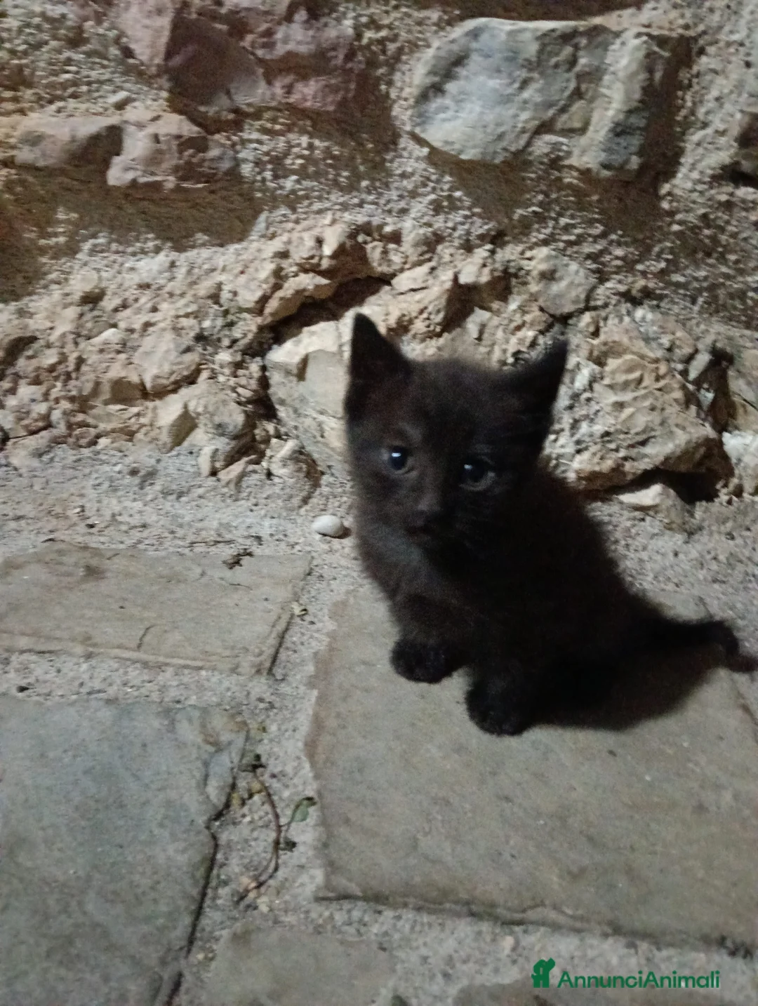 Meticcio gatti in regalo: Gattina cerca casa - Annuncio 3