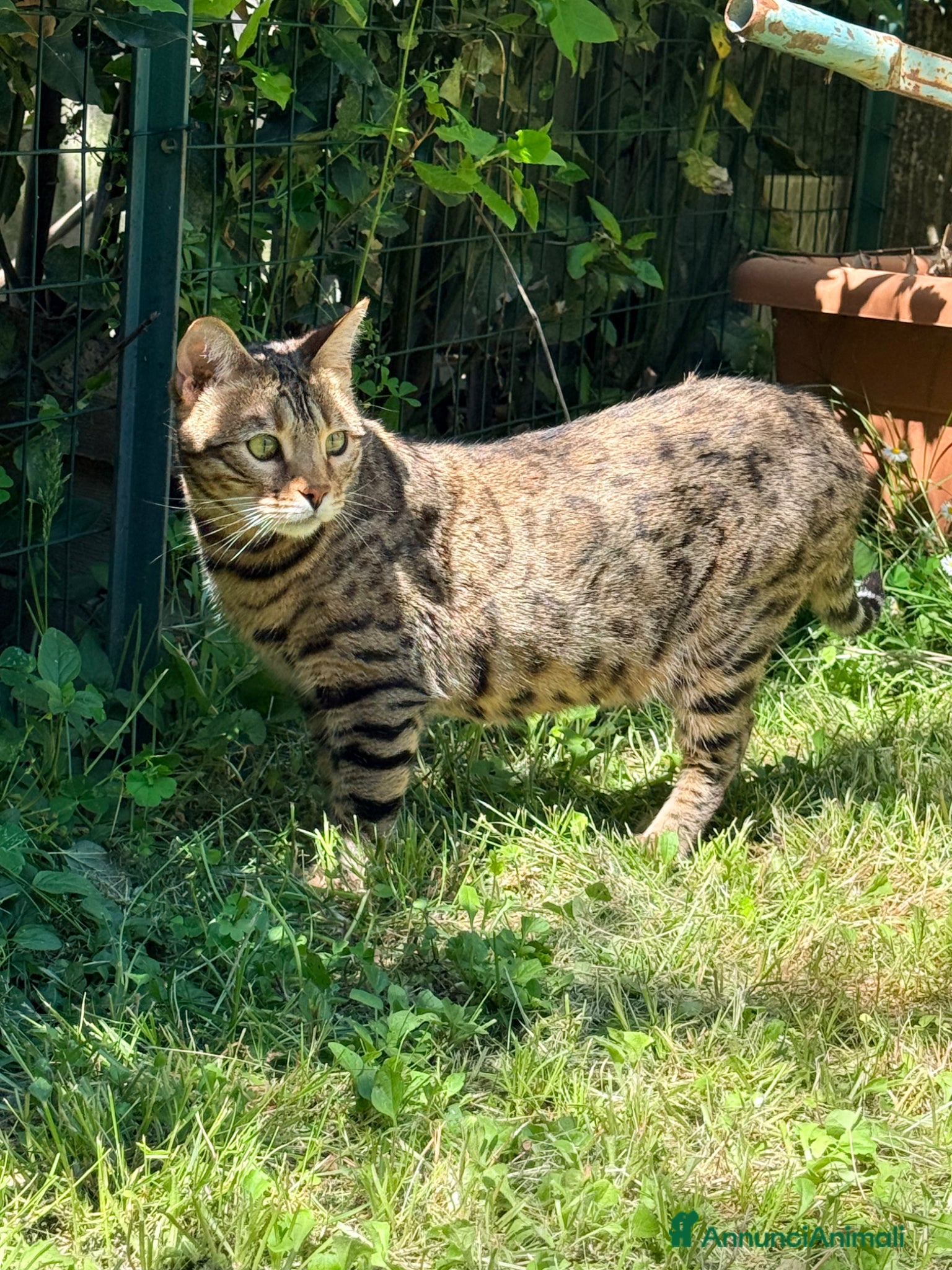 Bengala gatti in vendita: Gatto bengala a Provincia di Pistoia - Annuncio 2