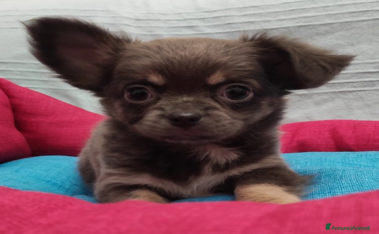 Chihuahua cani - Annuncio 3