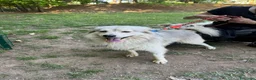 Meticcio cani in regalo: yorgo, un tenero pelosetto - Annuncio 6