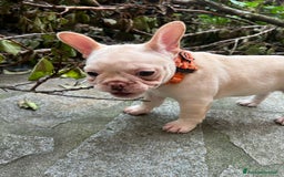 Bulldog Francese cani in vendita: Vendo Buldogg francese - Annuncio 5