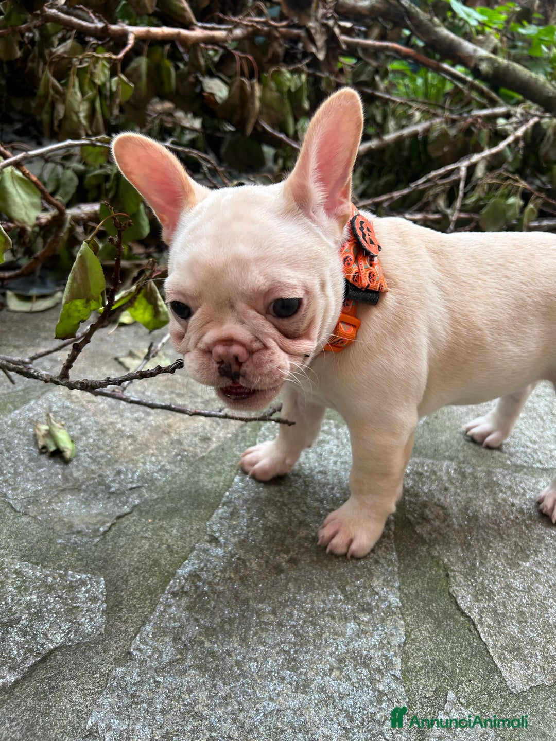 Bulldog Francese cani in vendita: Vendo Buldogg francese - Annuncio 5