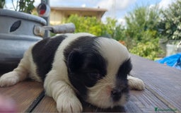 Shih Tzu cani in vendita: Cucciola shihtzu con pedegree - Immagine 2