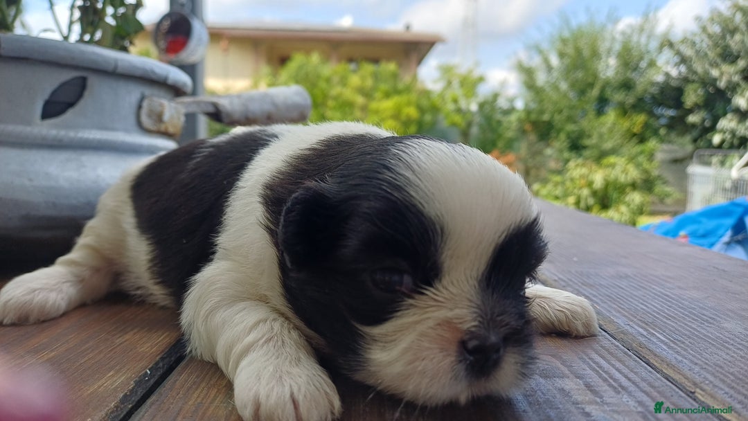 Shih Tzu cani in vendita: Cucciola shihtzu con pedegree - Immagine 2