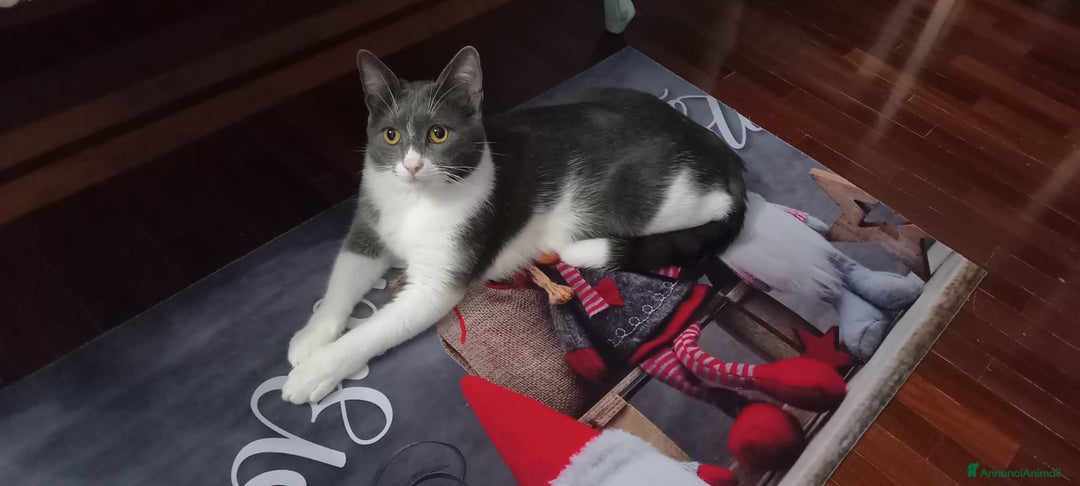 Meticcio gatti in regalo: GATTO DOLCISSIMO  - Annuncio 6