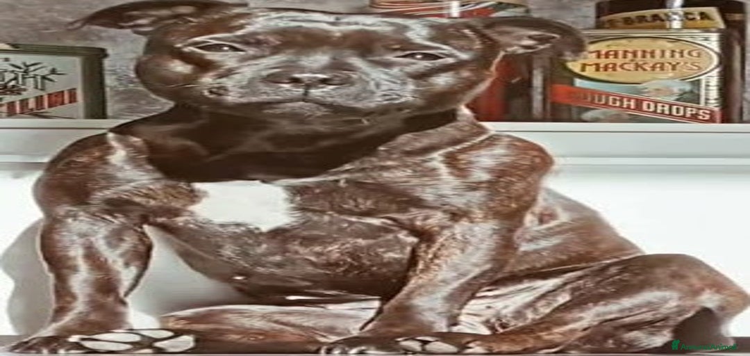 Immagine della galleria {{count}}