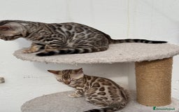 Bengala gatti in vendita: Cuccioli Bengala alta genealogia  a Provincia di Varese - Immagine 7